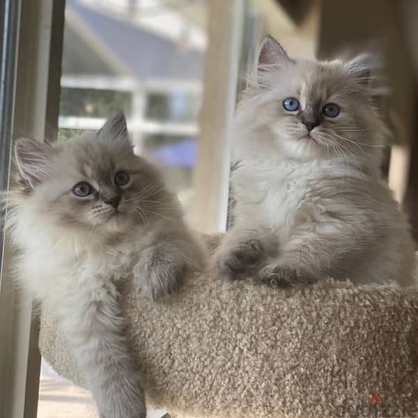 Fluffiest Siberian hypoallergenic pure kitten / Delivery/ Cat قطط 0