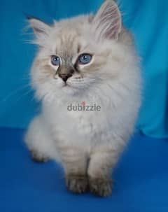 Cutest Siberian pure breed hypoallergenic kitten /Delivery /Cat /قطط