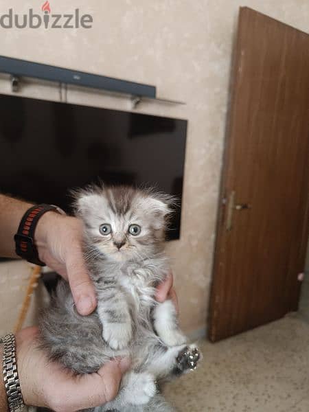 British Shorthair Silver Chinchilla Fold. 0