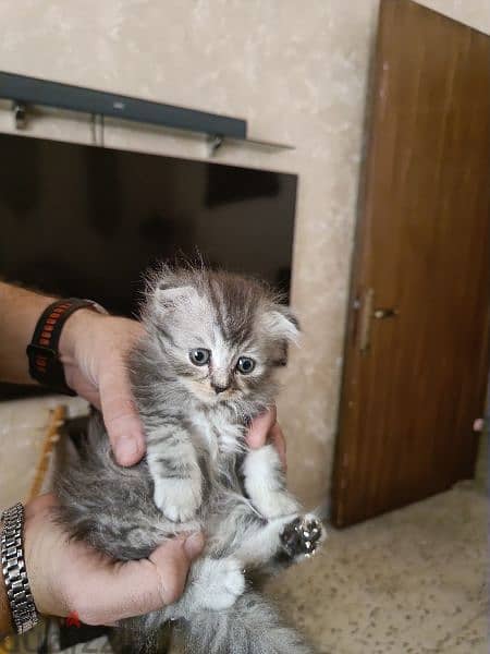 British Shorthair Silver Chinchilla Fold. 1