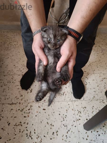 British Shorthair Silver Chinchilla Fold. 2