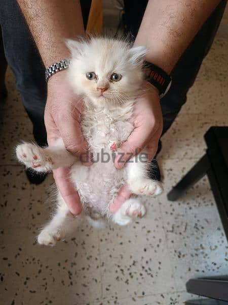 British Shorthair Silver Chinchilla Fold. 3