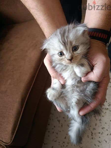 British Shorthair Silver Chinchilla Fold. 4