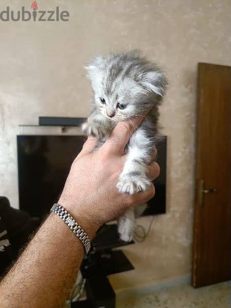 British Shorthair Silver Chinchilla Fold. 5