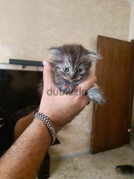 British Shorthair Silver Chinchilla Fold. 6