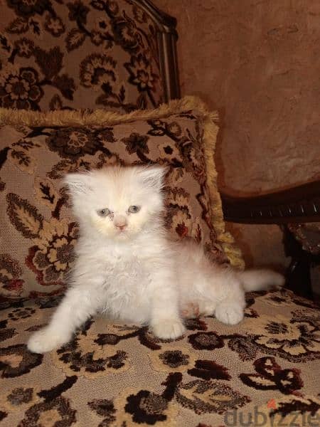 British Shorthair Silver Chinchilla Fold. 7