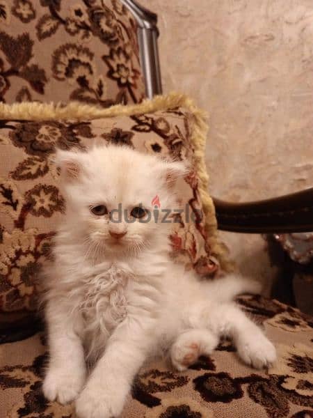 British Shorthair Silver Chinchilla Fold. 8