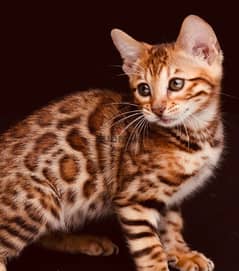 bengal cat kitten بنغال