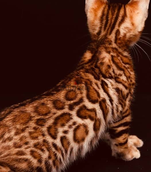 bengal cat kitten بنغال 1