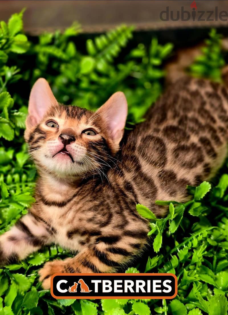 high quality bengal kittens 2