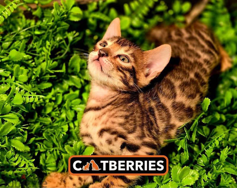 high quality bengal kittens 0