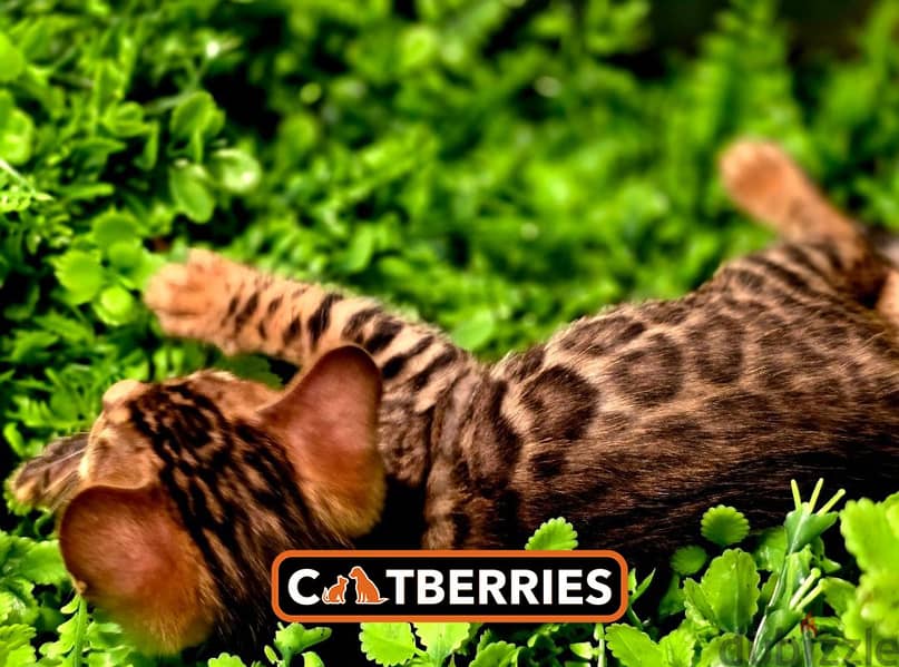 high quality bengal kittens 3