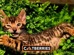 high quality bengal kittens 0