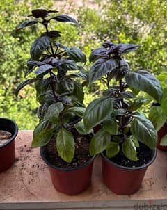 Purple Basil and Zaatar Plants