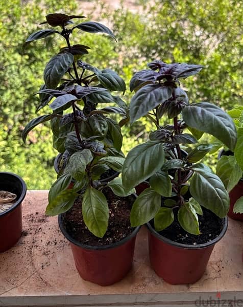 Purple Basil and Zaatar Plants 0