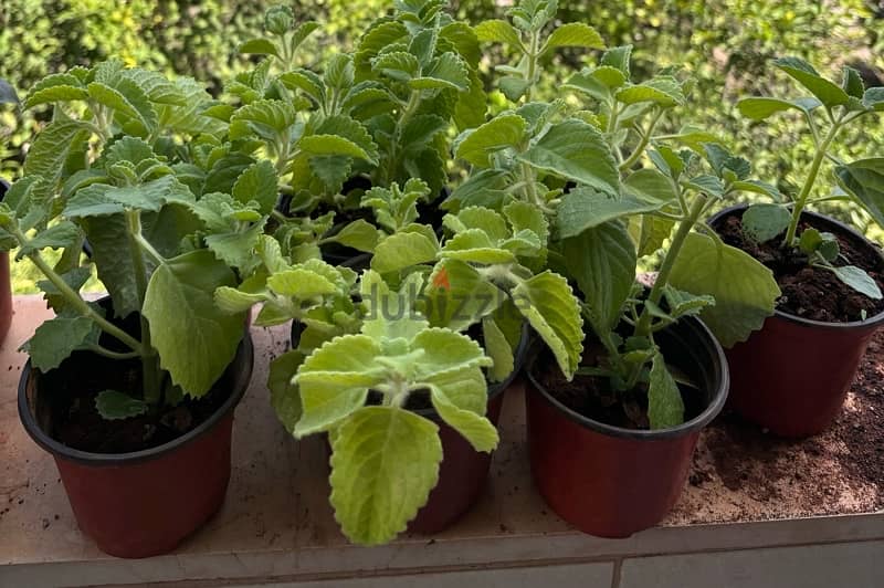 Purple Basil and Zaatar Plants 1