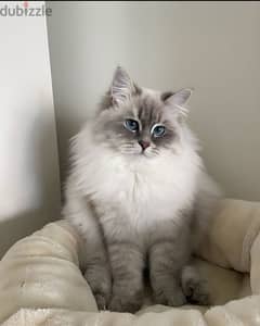 Siberian