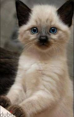 Siamese