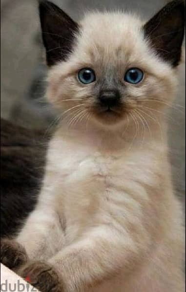 Siamese pure breed kitten /Cat/ Delivery/ قطط 0