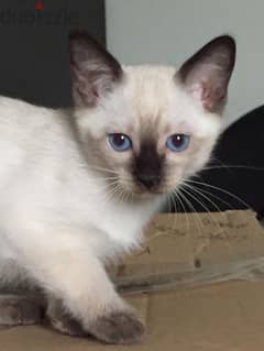 Fluffiest Siamese pure breed kitten available! Cat/Delivery/قطط 0