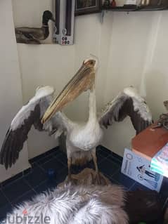 Pelican