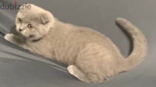 scottish fold