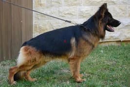 German Shepherd Gsd