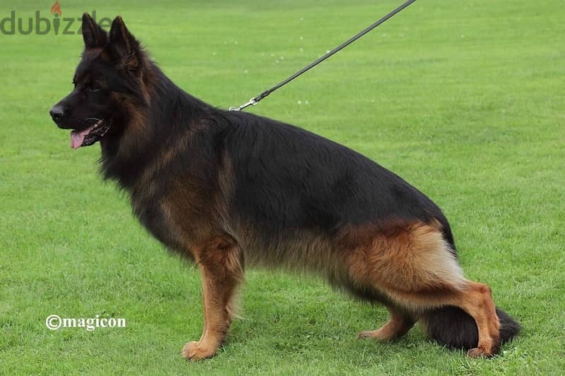 German Shepherd Gsd 2