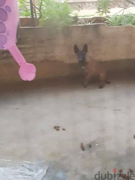 Malinois puppy for sale 0