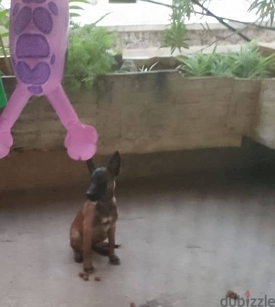 Malinois puppy for sale 1