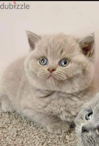 Pure british shorthair lilac HIGH QUALITY 0