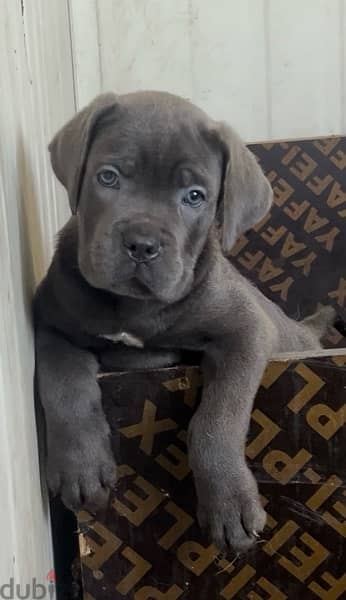 cane corso blue high quality 0