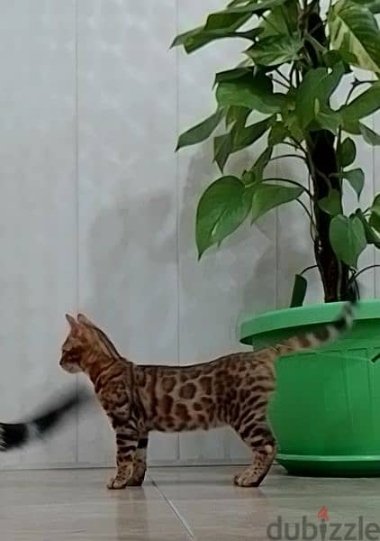 Bengal 1