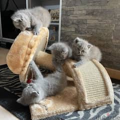 Scottish fold kittens available for sale