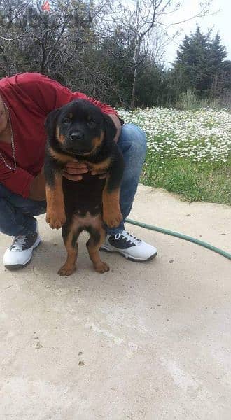 rottweiler 1