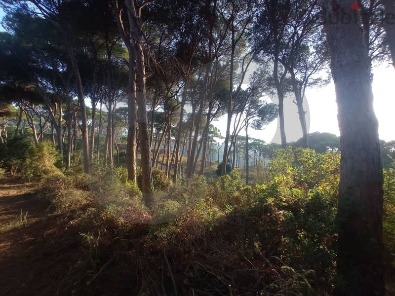 beautiful land- FOREST - Ain Enoub, Aley/عين عنوب, عاليه REF#NG112946 3