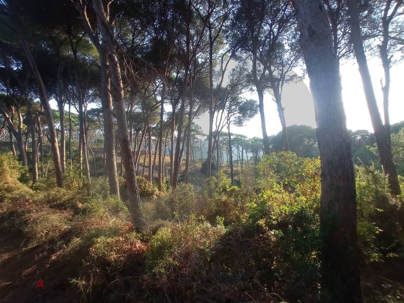 beautiful land- FOREST - Ain Enoub, Aley/عين عنوب, عاليه REF#NG112946 4