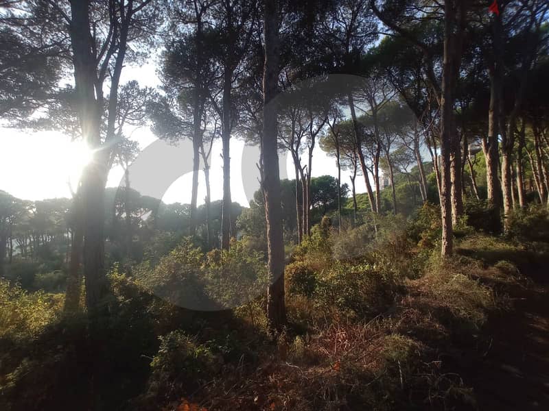 beautiful land- FOREST - Ain Enoub, Aley/عين عنوب, عاليه REF#NG112946 5