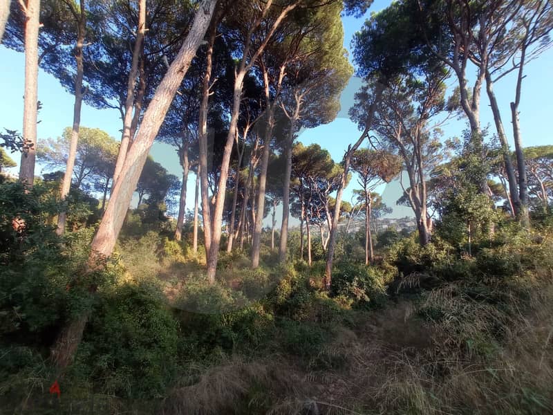 beautiful land- FOREST - Ain Enoub, Aley/عين عنوب, عاليه REF#NG112946 8