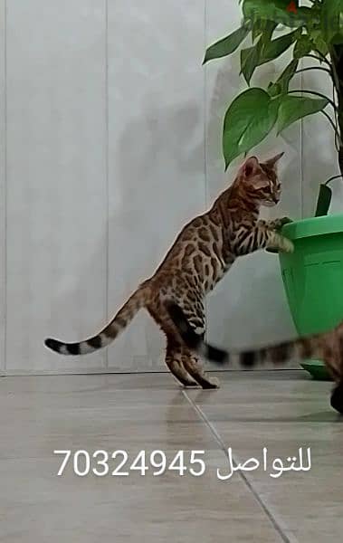 Bengal 3