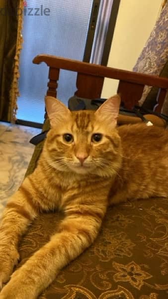 Nacho is a male cat in need of a place to stay 1