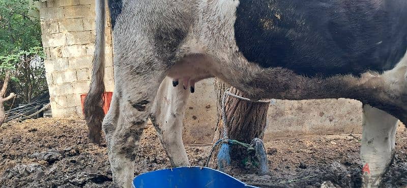 cows for sale بقر للبيع 4