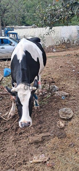 cows for sale بقر للبيع 9