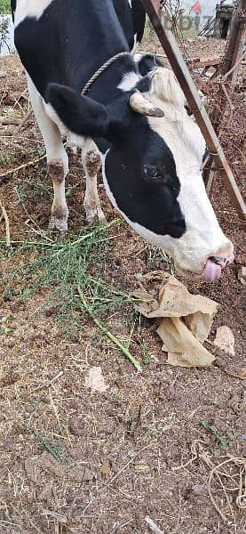 cows for sale بقر للبيع 13