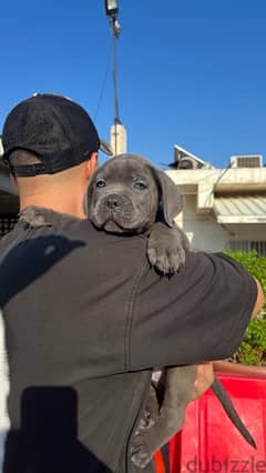 Cane Corso puppy high quality 0