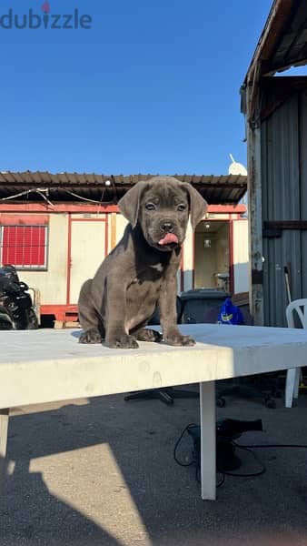 Cane Corso puppy high quality 1