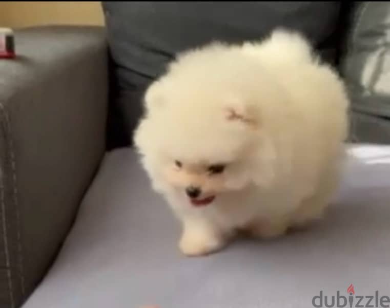 Teacup Pomeranian puppy pure breed dog كلاب DELIVERY AVAILABLE 0