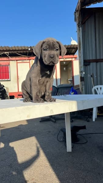 cane corso blue high quality 2