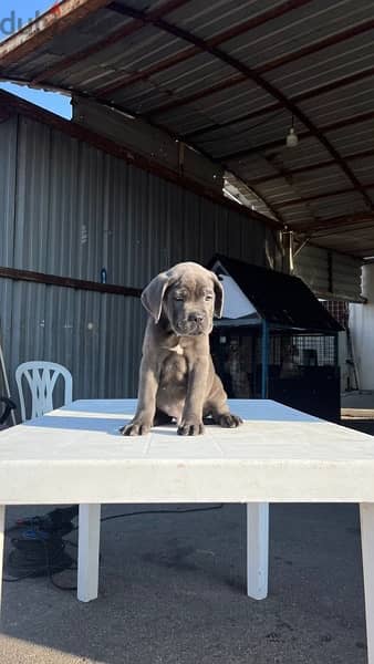 cane corso blue high quality 4