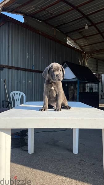 cane corso blue high quality 5